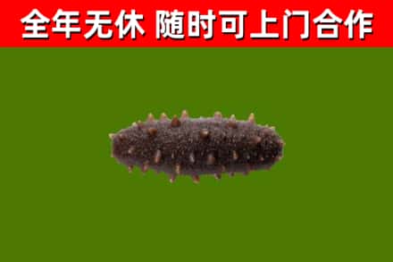 甘南烟酒回收干海参.jpg
